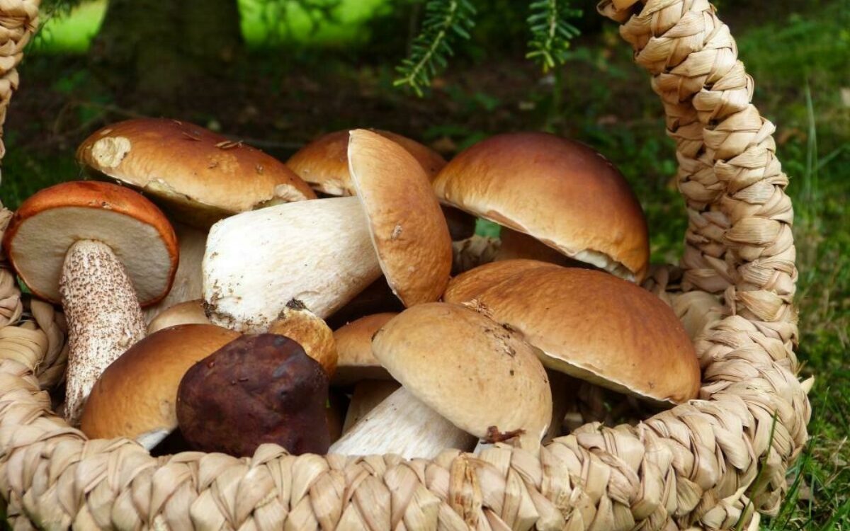 1605179297pilze wald korb pixabay 1605179297pilze wald korb pixabay